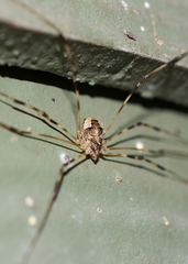 Leptobunus parvulus
