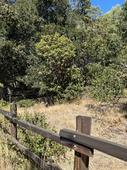 Arctostaphylos regismontana