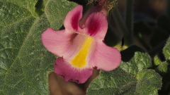 Proboscidea parviflora parviflora