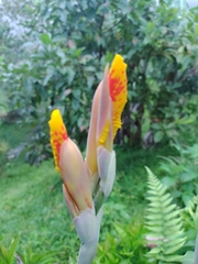 Canna × generalis