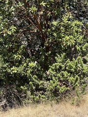 Arctostaphylos regismontana