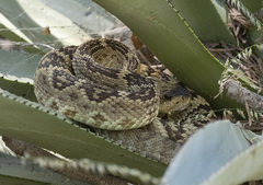 Crotalus molossus