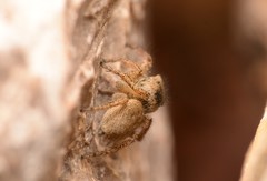 Habronattus borealis