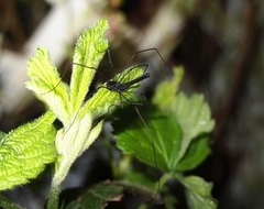 Pantopsalis albipalpis