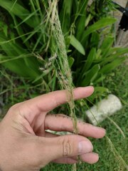 Digitaria insularis