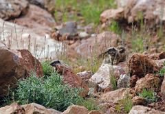 Atlantoxerus getulus