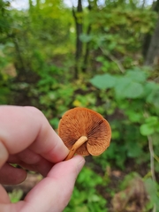Gymnopilus liquiritiae