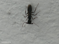 Odontomachus