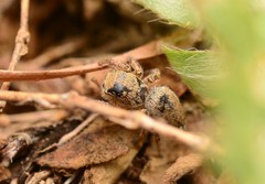 Habronattus borealis