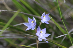 Thelymitra alcockiae