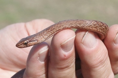 Cubophis cantherigerus