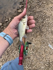 Morone mississippiensis