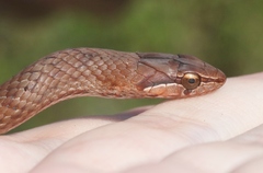 Cubophis cantherigerus