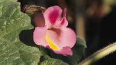 Proboscidea parviflora parviflora