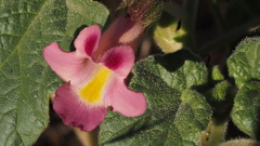 Proboscidea parviflora parviflora