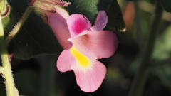 Proboscidea parviflora parviflora