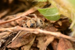 Habronattus borealis