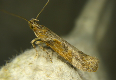 Gelechiinae