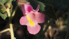 Proboscidea parviflora parviflora