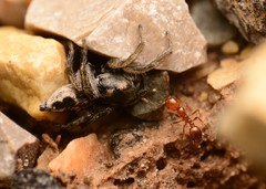 Habronattus borealis