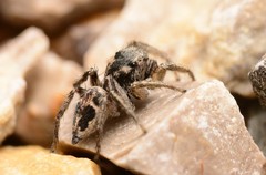 Habronattus borealis
