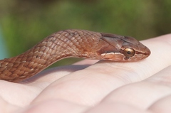 Cubophis cantherigerus
