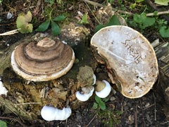Ganoderma applanatum
