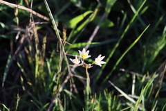 Tristagma