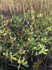 Baptisia alba