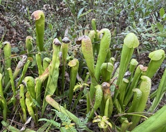 Sarracenia minor