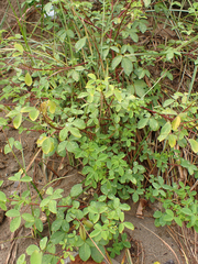 Crotalaria incana