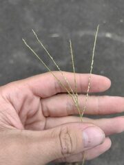 Digitaria violascens