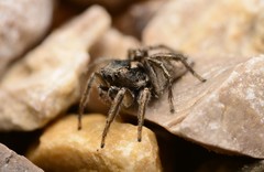 Habronattus borealis
