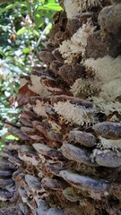 Fungi