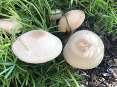 Agrocybe putaminum