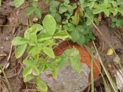 Crotalaria incana