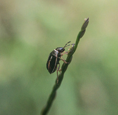 Mormidea lugens