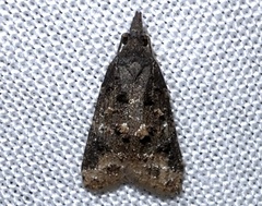 Platynota exasperatana