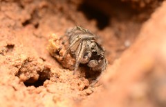 Habronattus borealis