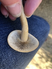 Agrocybe putaminum
