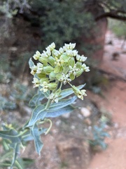 Asclepias erosa