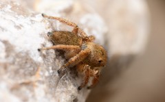 Habronattus borealis