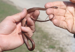 Cubophis cantherigerus