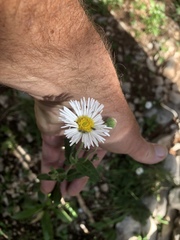 Erigeron rybius