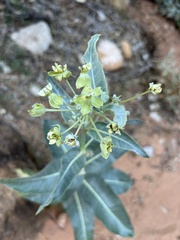 Asclepias erosa