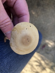 Agrocybe putaminum