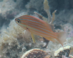 Lutjanus carponotatus