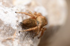 Habronattus borealis