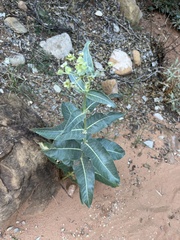 Asclepias erosa
