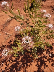 Polanisia dodecandra